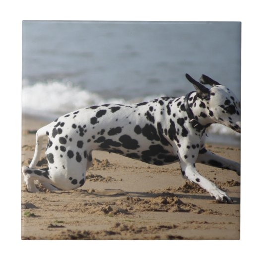 Dalmation Tegeltje (Voorkant)