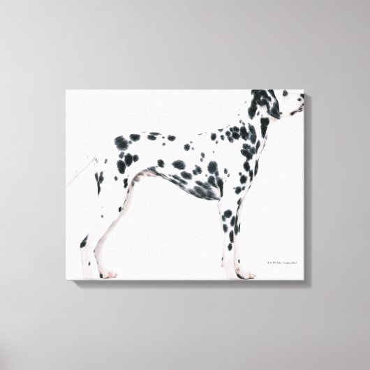 Dalmatisch 2 canvas afdruk (Voorkant)