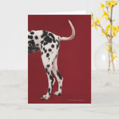 Dalmatisch Achtergedeelte Kaart (Gele Bloem)