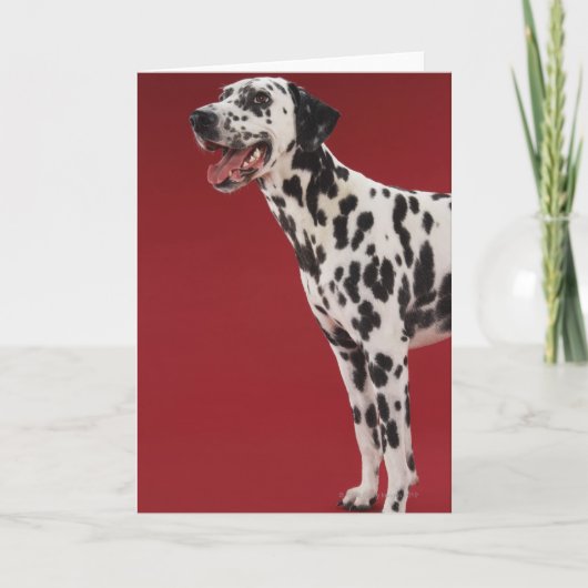 Dalmatisch Kaart (Voorkant)