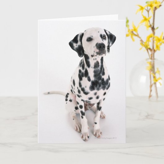 Dalmatisch Kaart (Gele Bloem)