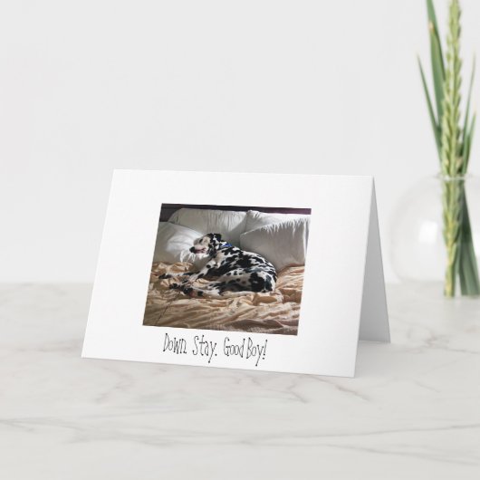 Dalmatisch.  Onderaan.  Verblijf.  Goede Jongen! Kaart (Voorkant)