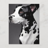 Dalmatisch, Postcrossing Briefkaart (Voorkant)