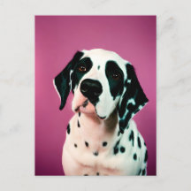 Dalmatisch, Postcrossing Briefkaart