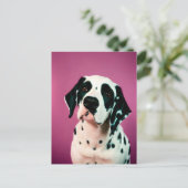 Dalmatisch, Postcrossing Briefkaart (Staand voorkant)