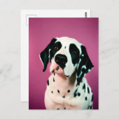 Dalmatisch, Postcrossing Briefkaart (Voorkant / Achterkant)