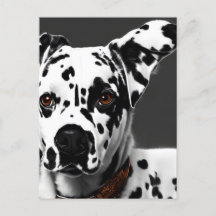 Dalmatisch, Postcrossing Briefkaart