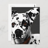 Dalmatisch, Postcrossing Briefkaart (Voorkant / Achterkant)