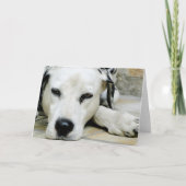Dalmatisch Rustend Wenskaart Kaart (Voorkant)