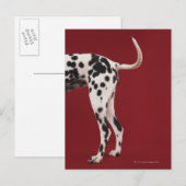 Dalmatische achterkant briefkaart (Voorkant / Achterkant)