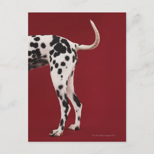 Dalmatische achterkant briefkaart (Voorkant)
