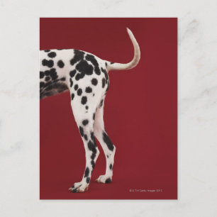 Dalmatische achterkant briefkaart