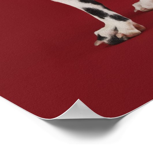 Dalmatische achterkant poster (Hoek)