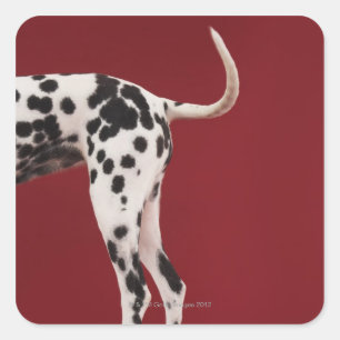 Dalmatische achterkant vierkante sticker