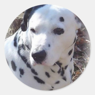 Dalmatische brandhond Sticker