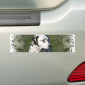Dalmatische Bumpersticker (Op auto)