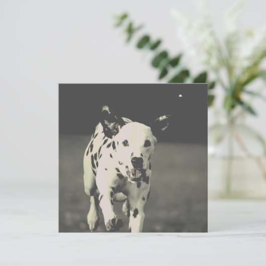 dalmatische hond (Staand voorkant)
