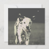 dalmatische hond (Voorkant)