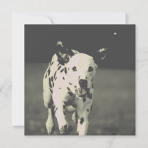 dalmatische hond
