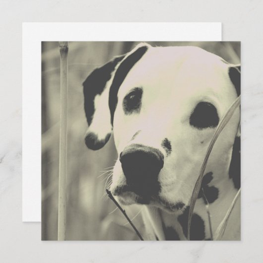 dalmatische hond (Voorkant / Achterkant)