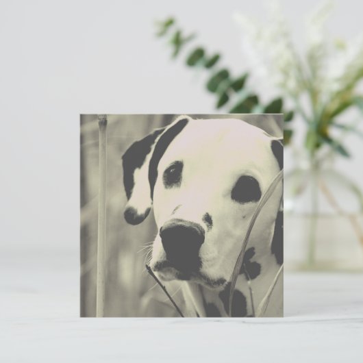 dalmatische hond (Staand voorkant)