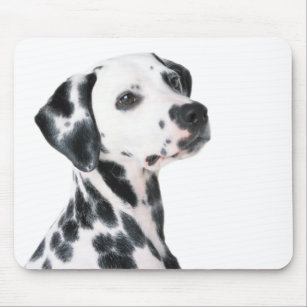 Dalmatische hond mooie foto, cadeau muismat