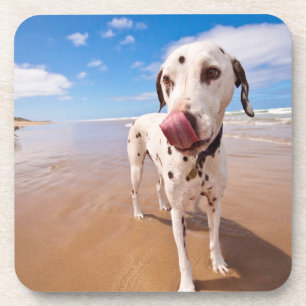 Dalmatische hond op strand bier onderzetter