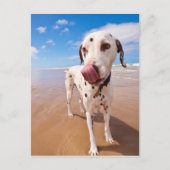 Dalmatische hond op strand briefkaart (Voorkant)