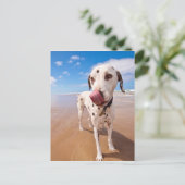 Dalmatische hond op strand briefkaart (Staand voorkant)