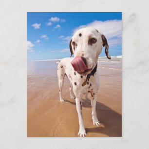 Dalmatische hond op strand briefkaart