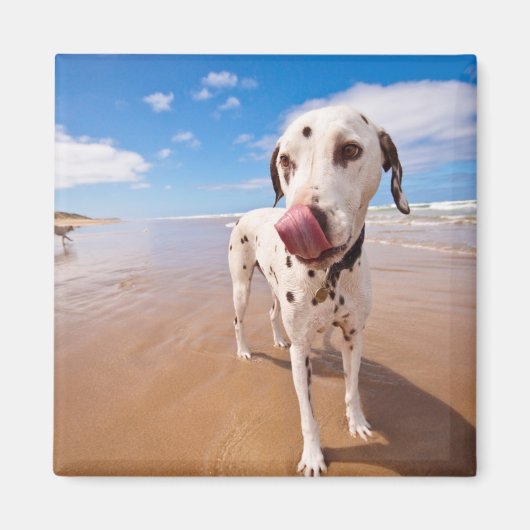 Dalmatische hond op strand magneet (Voorkant)