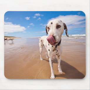 Dalmatische hond op strand muismat