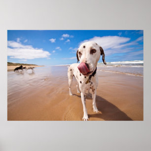 Dalmatische hond op strand poster