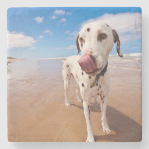 Dalmatische hond op strand stenen onderzetter