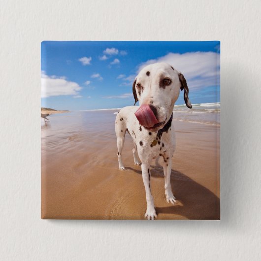 Dalmatische hond op strand vierkante button 5,1 cm (Voorkant)
