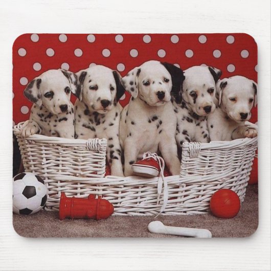 Dalmatische Puppies in een mousepad Muismat (Voorkant)