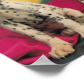 Dalmatische Puppies Poster (Hoek)