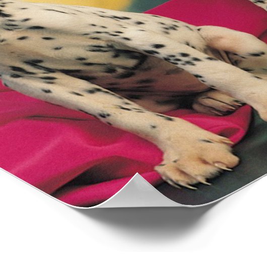 Dalmatische Puppies Poster (Hoek)