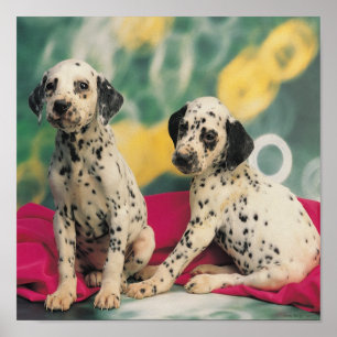 Dalmatische Puppies Poster