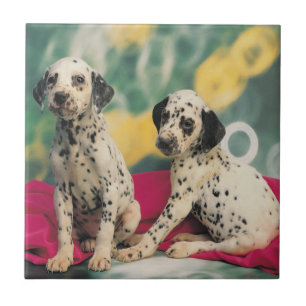 Dalmatische Puppies Tegeltje