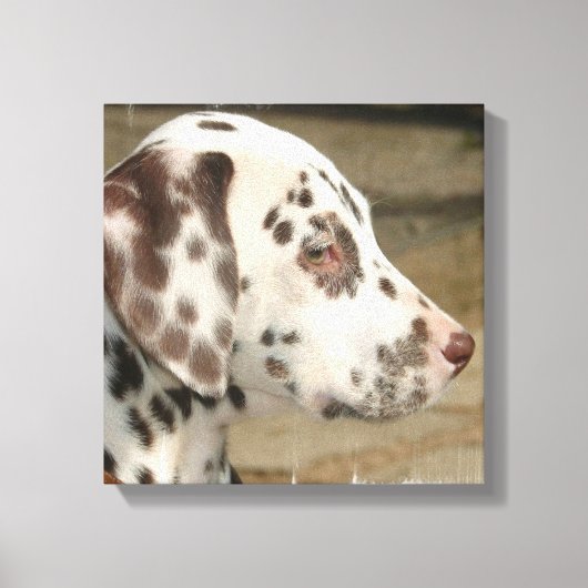 Dalmatische Puppy Canvas Print (Voorkant)