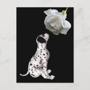Dalmatische puppy en witte rozenBriefkaart Briefkaart