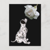 Dalmatische puppy en witte rozenBriefkaart Briefkaart (Voorkant)
