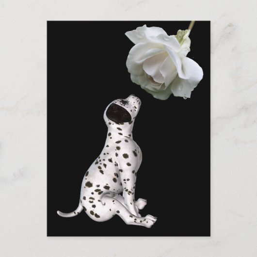 Dalmatische puppy en witte rozenBriefkaart Briefkaart (Voorkant)