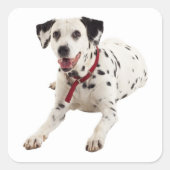 Dalmatische Puppy Hondengroet Stickers / labels (Voorkant)