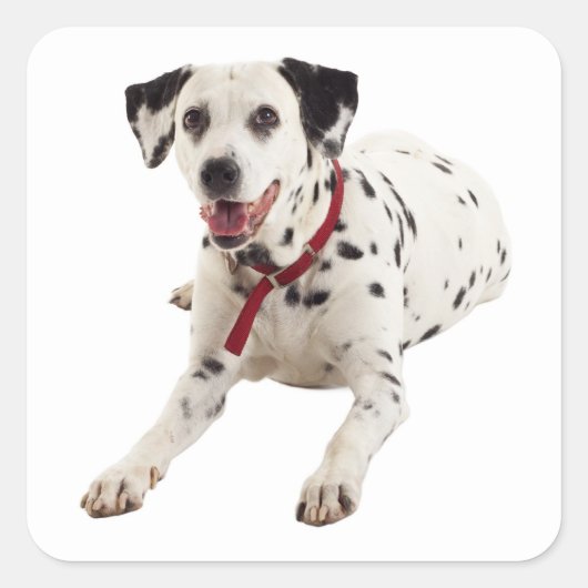 Dalmatische Puppy Hondengroet Stickers / labels (Voorkant)
