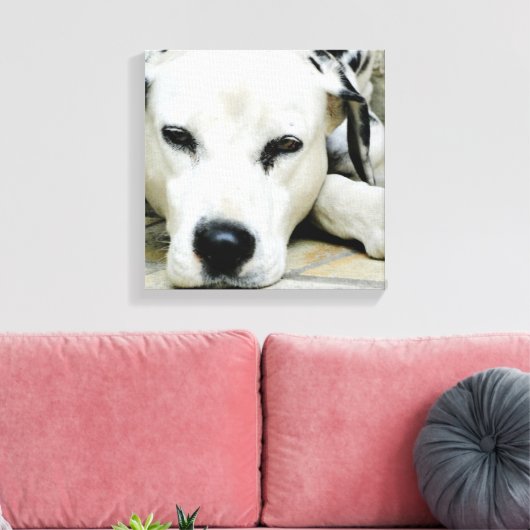 Dalmatische rustende canvas Print (Insitu (Woonkamer))