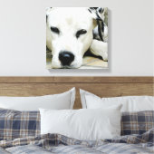 Dalmatische rustende canvas Print (Insitu (Slaapkamer))
