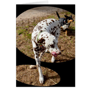 Dalmatische Window Art,