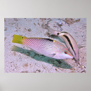 dambordwrasse poster